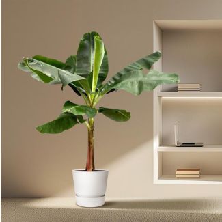 2 Meter hoge Musa (Bananenplant) voor in een binnen of buitenomgeving, ø30, Tropische uitstraling