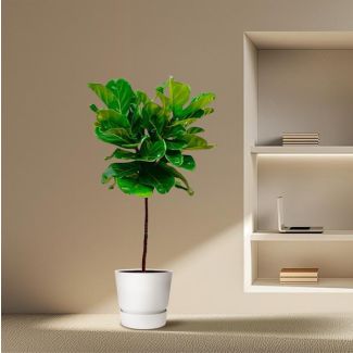 Vioolplant, Ficus Lyrata, Kamerplant, ø24cm, 130cm Hoog