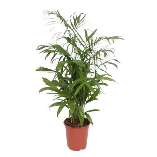 Bamboepalm,  Kamerplant, Palm,Chamaedorea Seifrizii - 140 cm - ø27