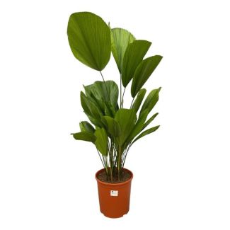 Palas-palm Licuala Grandis - 120 cm - ø27 - Tropische kamerpalm