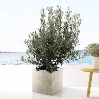 Olijfboom Olea Europaea, 130 cm hoog, 35 cm potbuitenplant met tropische sfeer