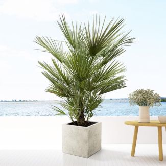 Europese dwergpalm, ongeveer 150 cm hoog en 35 cm pot, Chamaerops Humilis struik