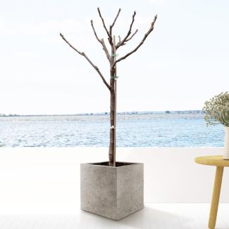 Vijgenboom ca. 100 cm hoog, Binnen- en Buitenplant
