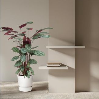 1 Roseopicta binnen met groen roze bladeren (Calathea Oppenheimiana), 140 cm hoog - ø27