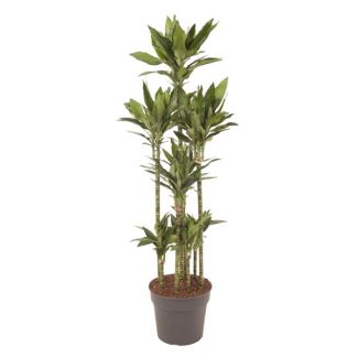Dracaena Janet Lind Carrousel 170 cm hoog | Drakenplant Ø27 voor Elegante en Gezonde Binnenruimtes