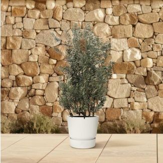 Olea Europaea struik - 250cm- Ø55