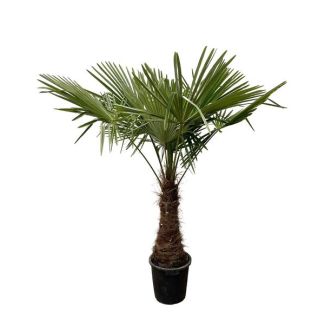 Chinese windmolenpalm