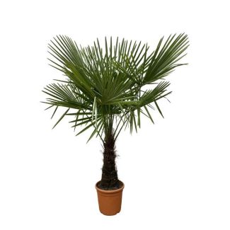 Chinese windmolenpalm