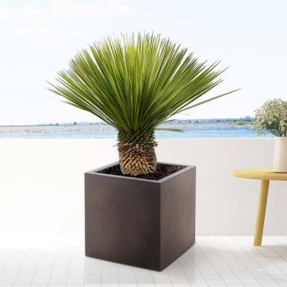 Blue Beaked Yucca buiten, ca. 110 cm hoog, woestijnsfeer