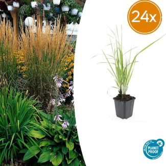 20 maal Calamagrostis acutiflora 'Karl Foerster' - bodembedekker / borderplant