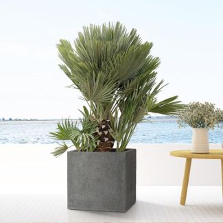 Europese dwergpalm 100 cm hoog, compacte palmboom buiten