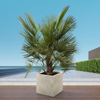 Europese dwergpalm buiten 170 cm hoog, Chamaerops Humilis