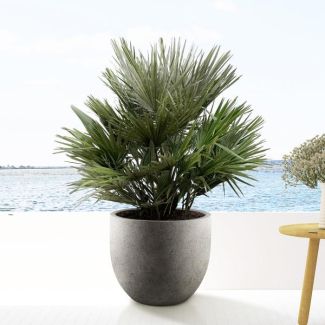 Vulcano dwergpalm, winterharde palm van ongeveer 110 cm hoog