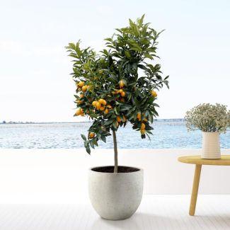 Citrusboom voor binnen en buiten, 150 cm hoog, Citrus Kumquat