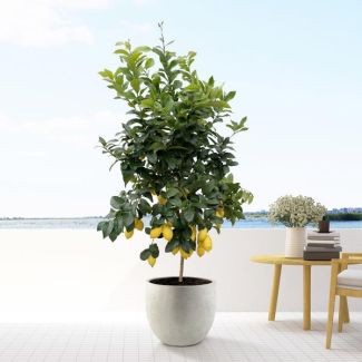 citroen boom, Citrus Lemon -  200cm - ø40 voor binnen- en buitenruimtes