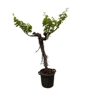 Vertakte druivenboom (Vitis Vinifera), ca. 220 cm hoog