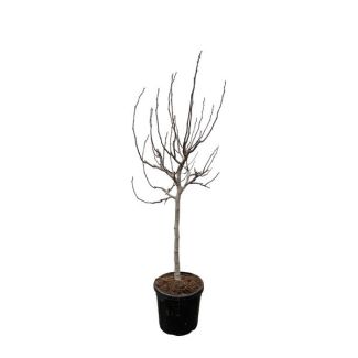 Ficus Carica op stam, de vijgenboom van 225 cm hoogte, Binnen- en Buitenplant