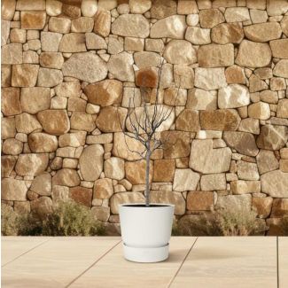 Ficus Carica op stam, de vijgenboom van 225 cm hoogte, Binnen- en Buitenplant