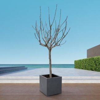 250 cm hoge Vijgenboom (Ficus Carica op stam)