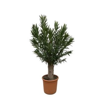 Oleander als bonsai gekweekt