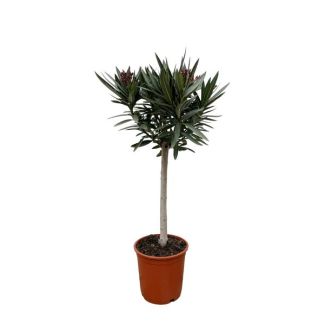 Oleander op stam Roze