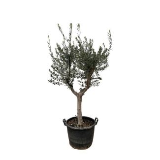 210 cm hoge olijfboom Cultivo met slanke stam, potmaat 45 cm majestueuze variateit van de olijfboom (Olea Europaea Cultivo )