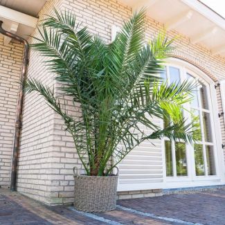 Canarische dadelpalm, ongeveer 300 cm hoog, tropische buitenplant,  ø35 cm