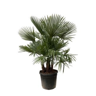 Chinese Windmolenpalm Multi Stam