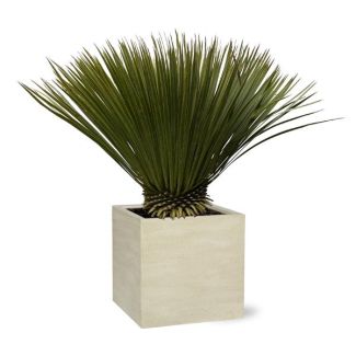 snavelvormige yucca 90 cm hoog, winterharde plant