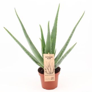 Aloe Vera,  Ø14cm - ↕45cm, Groene Plant, OUTDOOR, Medicinale eigenschappen