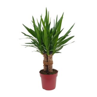 Stijve Yucca voor verschillende binnenruimtes - 70 cm hoog - uitstekende plant voor kantoren en thuis