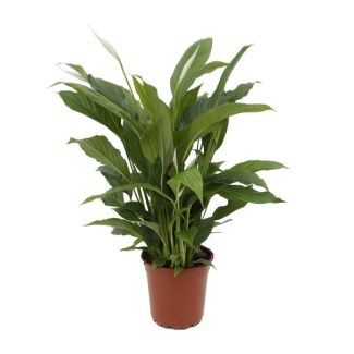 De Lepelplant of De VredesLelie, Bekend om zijn Witte Bloemen,SpathiphyllumTorelli - Ø17cm - ↕65cm