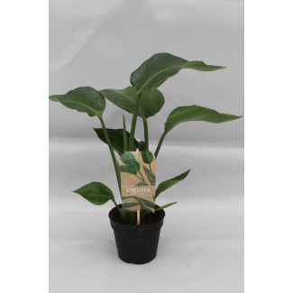 Witte Paradijsvogelplant, Tropische Groene Plant, Strelitzia Nicolai,  Ø13cm - ↕35cm