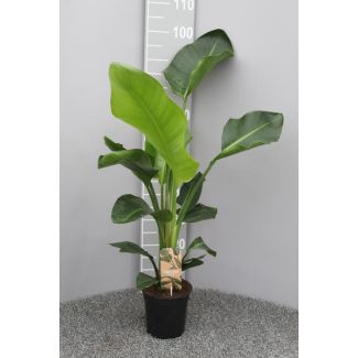 Witte Paradijsvogelplant, Tropische Groene Plant, Strelitzia Nicolai,  Ø17cm - ↕70cm