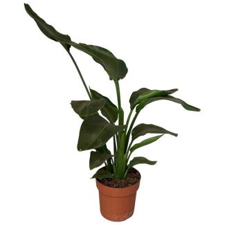 Witte Paradijsvogelplant, Tropische Groene Plant, Strelitzia Nicolai,  Ø17cm - ↕65cm