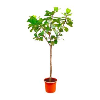 Vioolbladplant/boom XXXL,Tropische Kamerplant, Ficus Lyrata boom XXXL  Ø55- 300cm Hoog