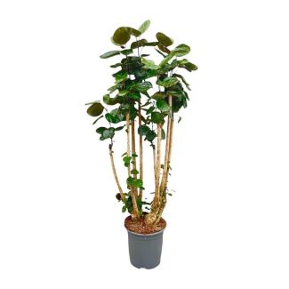Grote variant Polyscias scutellaria (Polysicas Fabian) | Goede luchtzuiveraar voor binnenruimtes - 160 cm hoog - ⌀30