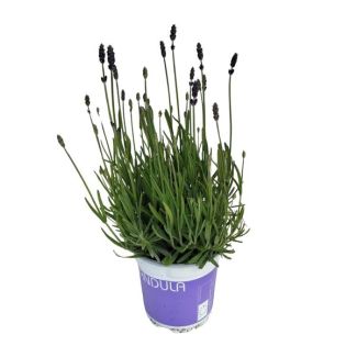 4 Lekker ruikende kamerplant Lavendel - 20cm - 4x Lavandula Hidcote blauw
