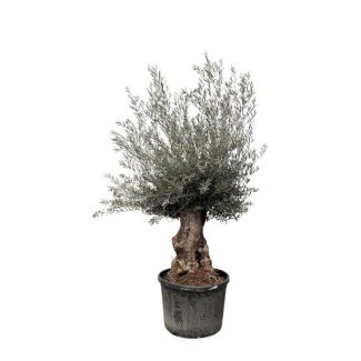 Olijfboom bonsai