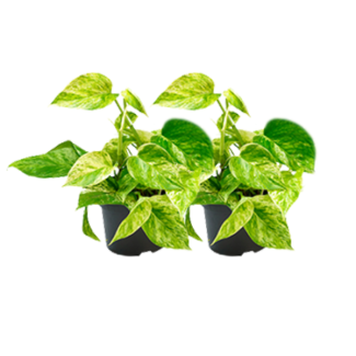 2 kleine Epipremnum planten - perfect voor woonkamers en slaapkamers