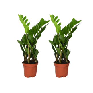 2 ZZ-planten - Zamioculcas halfschaduw - Kamerplant woonkamer en kantoor