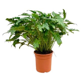 Philodendron Xanadu – Tropische Kamerplant 80 cm – Ø27 cm