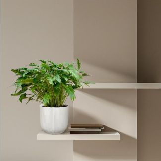 Philodendron Xanadu – Tropische Kamerplant 80 cm – Ø27 cm