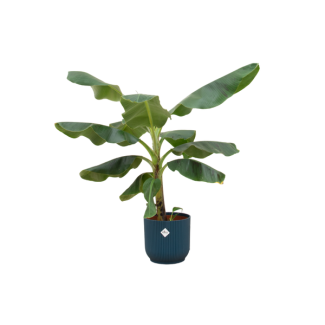 Bananenplant (Musa) met elho Vibes Fold Round blauw sierpot  - Exotische Kamerplant - 100 cm Hoog - Ø23cm