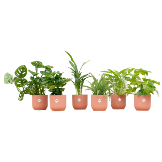 Set van 6 kamerplanten | 6 groene verassingsplanten | Inclusief 6 opvallende roze potten