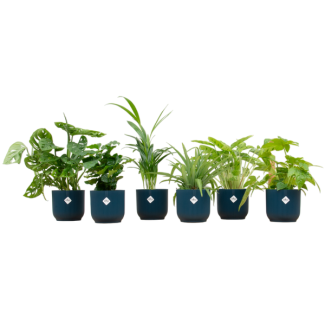 6 Groene kamerplanten mix - Verassings mix in blauwe potten Ø14