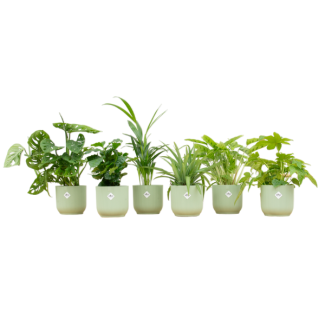 Groene planten mix met 6 planten binnen - verassing planten in sorbet groene potten Ø14