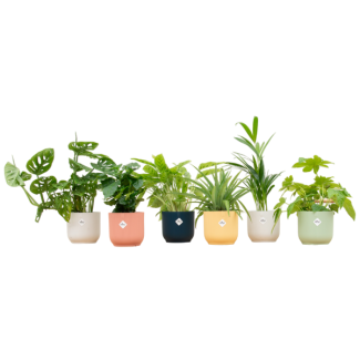 Mix van 6 kamerplanten in 6 verschillende sierpotten Ø14 - Groene verassingsmix in kleurrijke potten