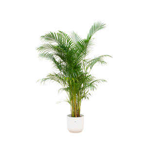 Kamerplant pot Combi: Goudpalm 160 cm en witte Elho pot Ø30