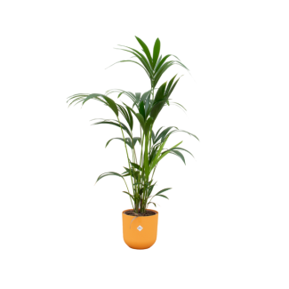 Paradijspalm, Kentia palm + Pot Elho Jazz Round Geel Pot Ø26 - 130 cm Hoog